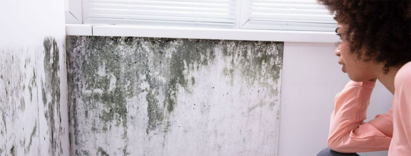 How to Differentiate Between Mold vs. Mildew?
