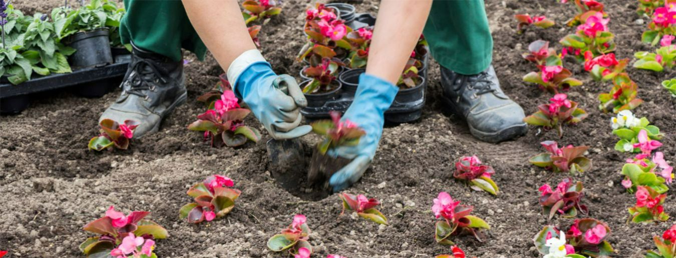 The Top 6 Fastest Growing Flower Seeds to Plant This Spring