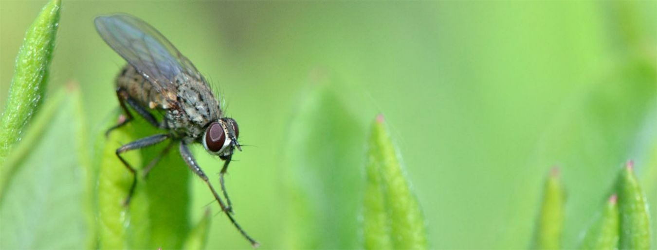 6 DIY Ways to Get Rid of Gnats